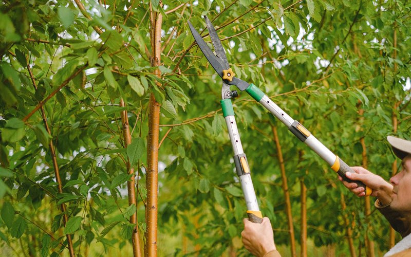 Tree trimming in Greenleaf, ID