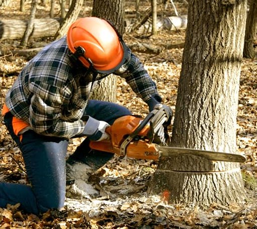 Tree Removal in Greenleaf, ID